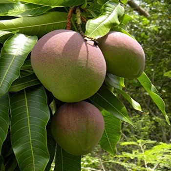 Mangifera Indica